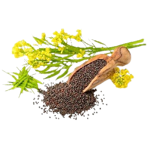 Семена и растения