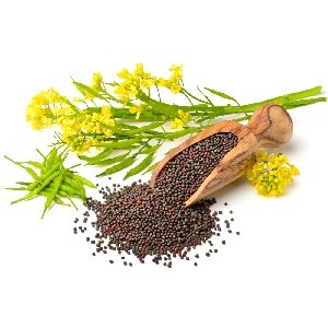 Семена и растения